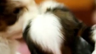 funniest & cutest golden retriever puppies #4 - funny puppy videos 2023