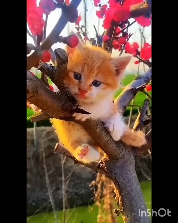 Cute funny pet