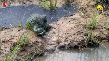 Bull Frog is saving it's offspring