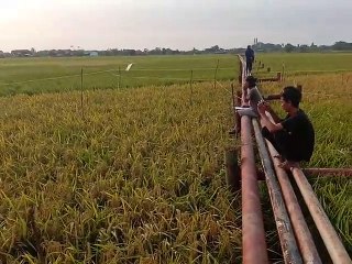 Pengambilan Data Uji Coba Varietas Baru dan Roguing