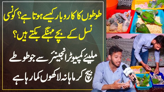 Parrots Ka Business Kaise Hota? Konsi Breed Expensive? Engineer Jo Parrots Sale Kar K Laakhon Kamata