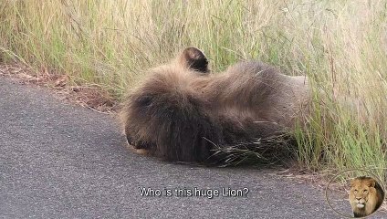 A Very Strange Lion Friendship