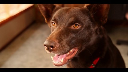 Koko: A Red Dog Story - Trailer (English) HD