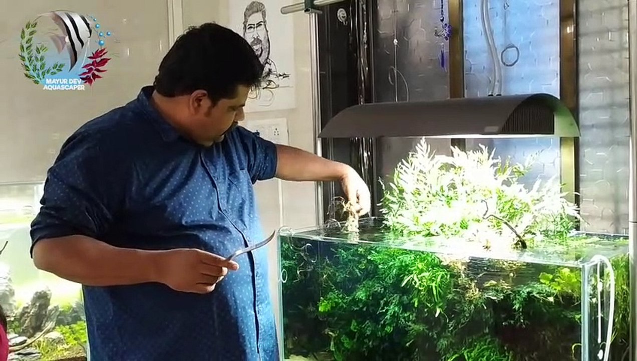 How to make Low tech, No CO2 Planted Aquarium Setup __ Easy Step by Step guide In Hindi