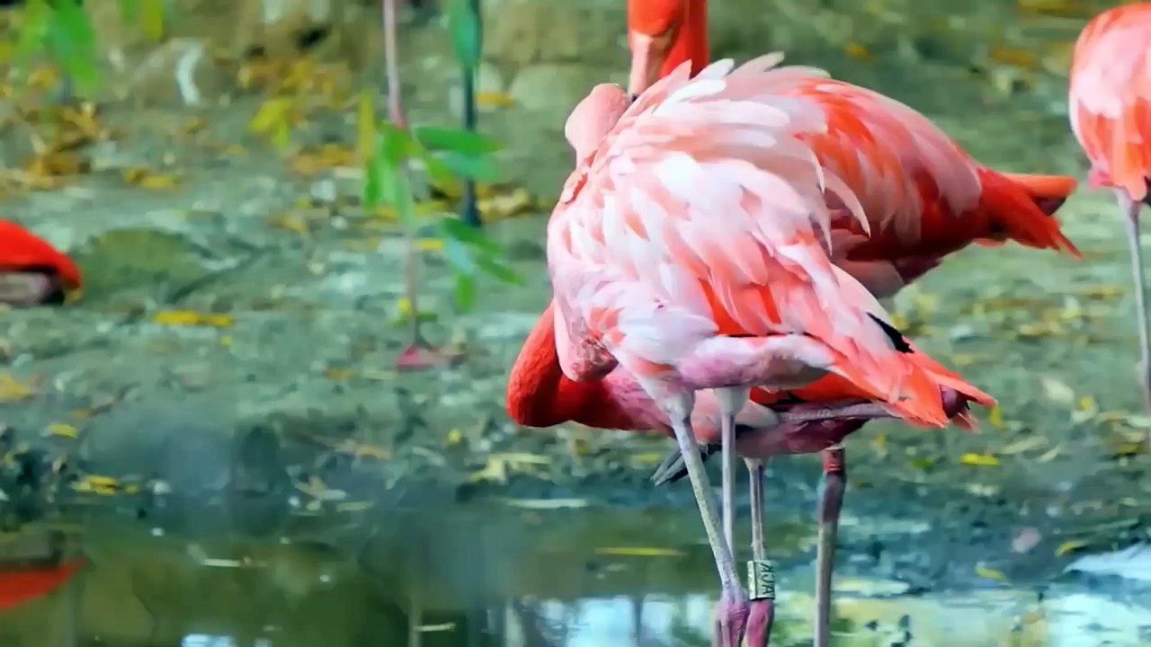 funny cat sounds and the sound of birds chirping: parrots, magpies, crows, sparrows, pigeons.