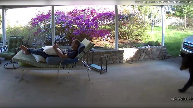 Huge bear confronts sunbather - Watch the terrifying moment a man meets a massive bear while relaxing at home