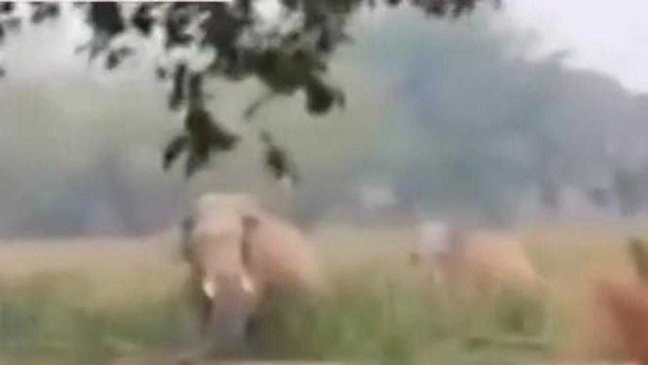 किशनगंज: सीमावर्ती इलाकों में नेपाल से आए जंगली...
