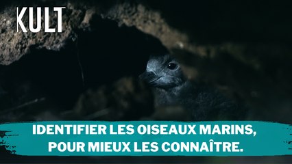 Identifier les oiseaux marins, pour mieux les connaître
