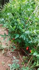 Enjoy beautiful nature with rural life