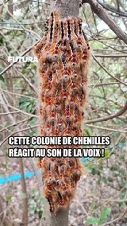 Ces petites chenilles réagissent au son de la voix ! On t'explique.