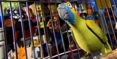 Creature Comforts Creature Comforts American Version 2007 E005 Communication / Feeding Time / Parrot Tongue Twister