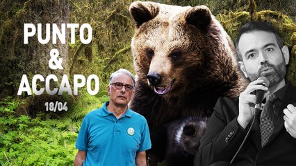 Catturata l'orsa Jj4, potrebbe essere abbattuta presto ma è inutile spargere altro sangue