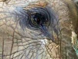 ill Elephant Noor Jahan at Karachi Zoo Treated by Four Paws