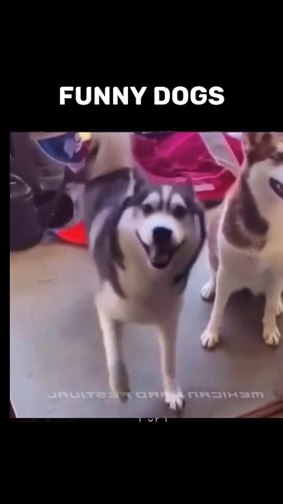 Funny dogs