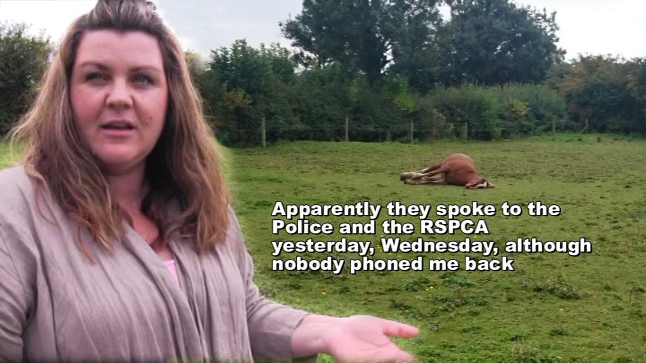Horse Mutilations in Leicestershire