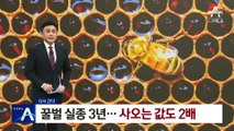 [다시 간다]꿀벌 실종 3년…사오는 값도 2배