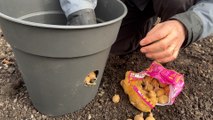 Roland Motte, jardinier : plantez vos pommes de terre