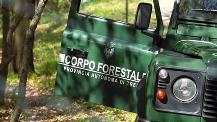 JJ4 catturata e portata al Casteller di Trento: ecco il recinto-prigione dov'è rinchiusa l'orsa