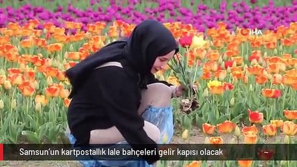 Samsun'un kartpostallık lale bahçeleri gelir kapısı olacak