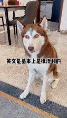 sensible and trained dog