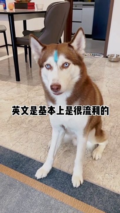 sensible and trained dog