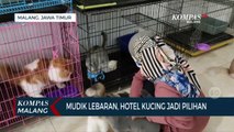 Mudik Lebaran, Hotel Kucing Jadi Pilihan Penitipan