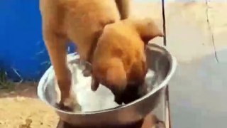 Funniest Cats and Dogs  - Funny Animal Videos #9