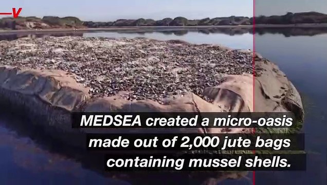 An Island Of Mussel Shells Attracts Nesting Birds And Becomes Oasis Of Biodiversity