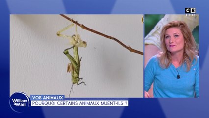 Vos animaux : Pourquoi certain animaux muent-ils ?