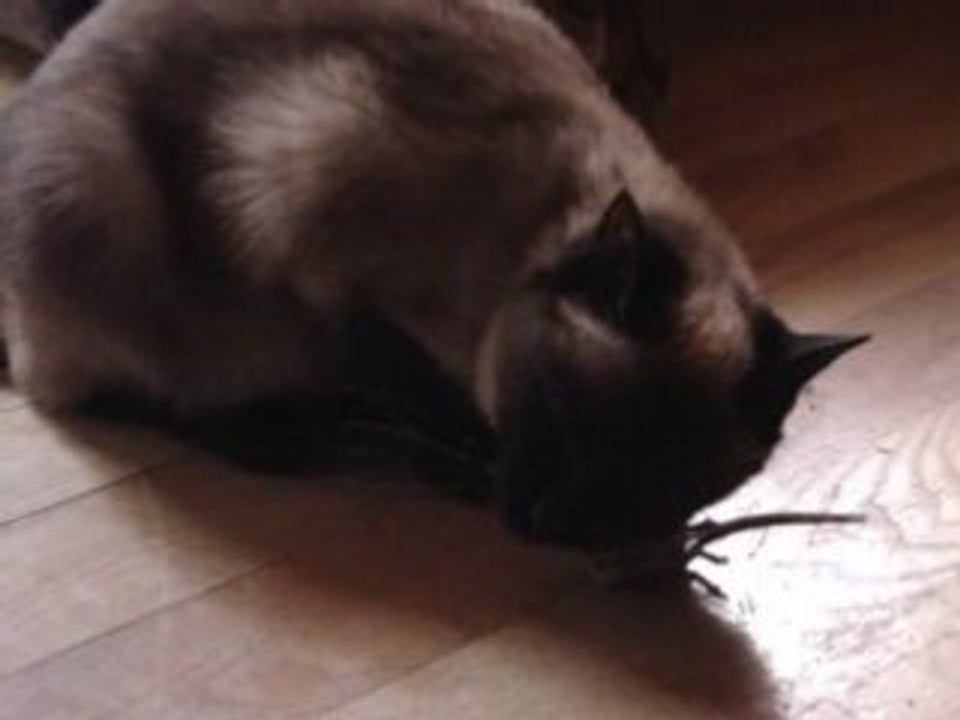 Le chat et la souris