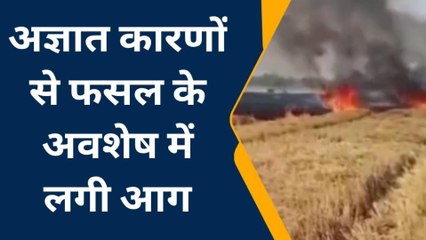 फतेहपुर: गेहूं के खेत में खड़े अवशेष पर लगी आग, प्रदूषण का वीडियो वायरल