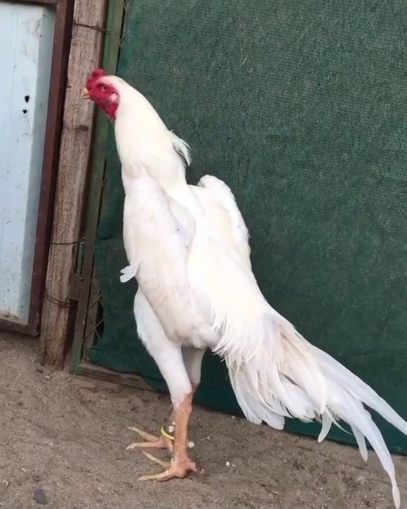 Pour white king size oh shamo outstanding ll MASHALLAH ll