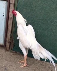 Pour white king size oh shamo outstanding ll MASHALLAH ll