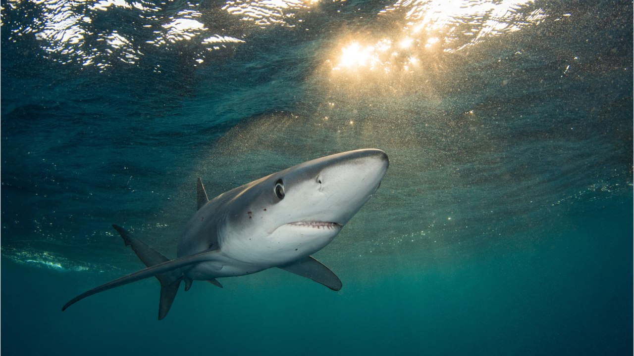 Helle Aufregung auf Mallorca: Zwei Meter langer Hai verirrt sich an Badestrand