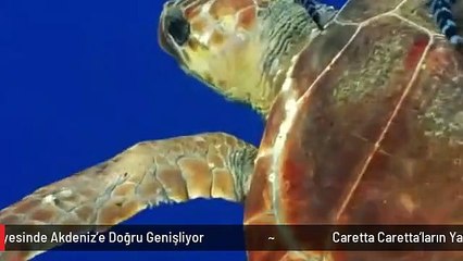 Caretta Caretta'ların Yaşam Alanları, Isınan Sular Sayesinde Akdeniz'e Doğru Genişliyor