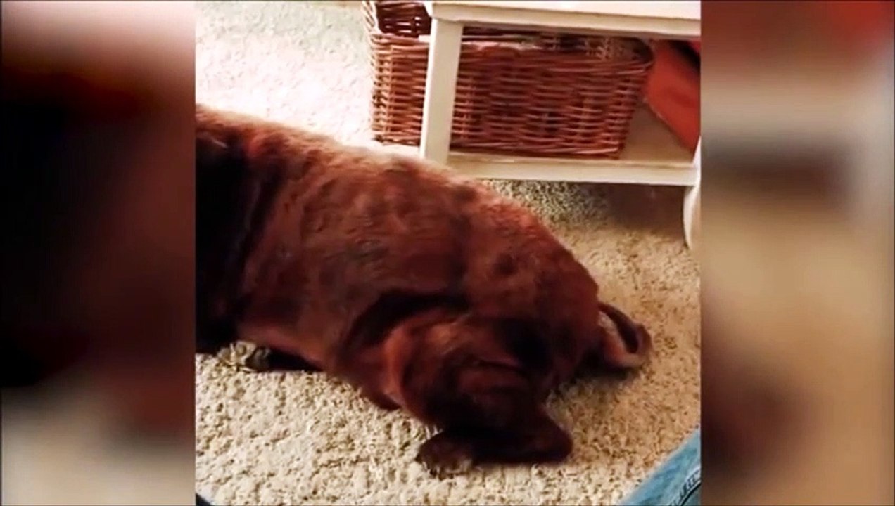 Quand le chien lache un gaz, le chat n'apprécie pas beaucoup
