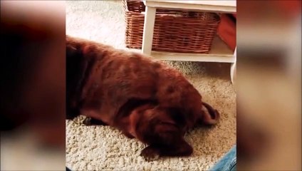 Quand le chien lache un gaz, le chat n'apprécie pas beaucoup