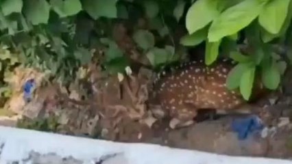 మందమర్రి: జనావాసాల్లోకి చుక్కల దుప్పి.. రెండు గంటలు కలకలం