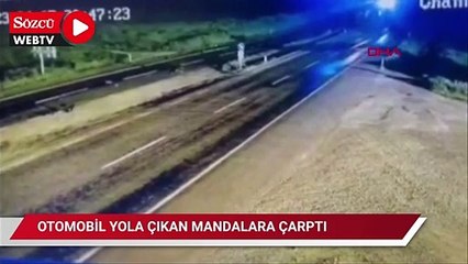 Otomobil yola çıkan mandalara çarptı