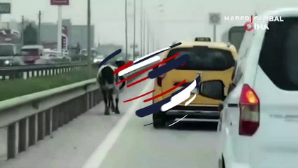 Yalova - Bursa kara yoluna aniden çıktı! Sürücüler büyük şaşkınlık yaşadı