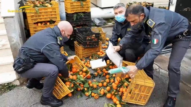 Cocaina trasportata in carichi di frutta: 21 arresti, sequestri per oltre 1 milione (18.04.23)