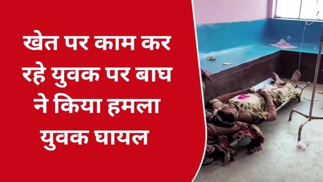 खीरी: खेत पर काम कर रहा था युवक, बाघ ने किया हमला, और फिर