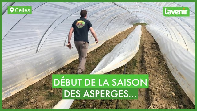 La saison des asperges vient de débuter à Celles ( Houyet )