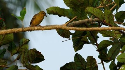 Promoting conservation in Sierra Leone