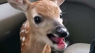 Fawn Bleats After Being Rescued/ Animal 2023