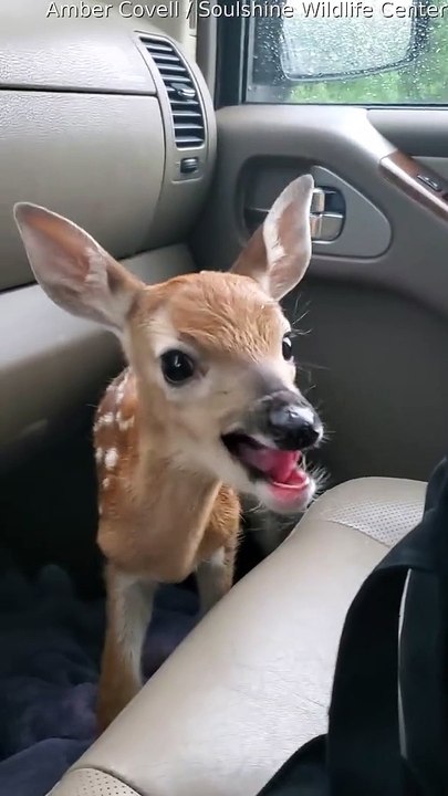 Fawn Bleats After Being Rescued/ Animal 2023
