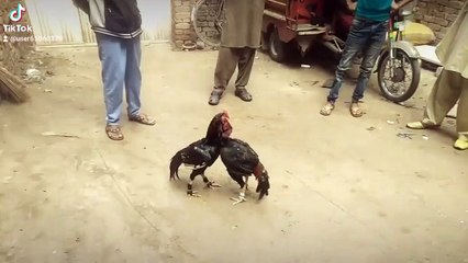 Top quality of aseel murga