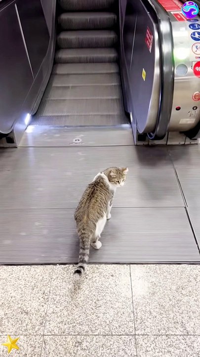 Going into the elevator at Cat Mall