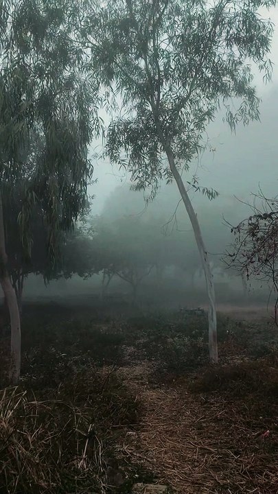 The forest Morning ”..