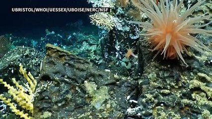 Un récif corallien vierge découvert dans les eaux des Galapagos